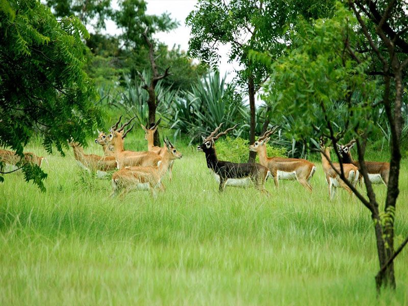 Amritsar Wildlife Tour Packages | call 9899567825 Avail 50% Off